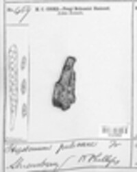 Hysterium pulicare image